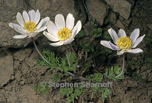 anemone drummondii var drummondii 1 graphic